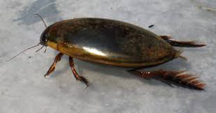 We did not find results for: Predaceous Diving Beetle Are Predators And Live On The Serfice ã‚¢ãƒ‹ãƒžãƒ« èœ˜è››