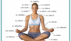 Resultado de imagen para cuerpo humano