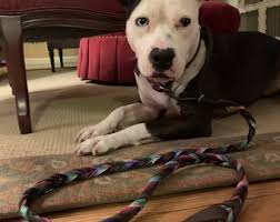 Braided Bullhide Martingale Agility Lead, Chocolate, Tie Dye Leather Leash,  Handmade Leash