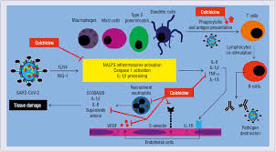 Image result for Colchicine Toxicity