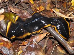 Image result for Asplenium markusbeckeri