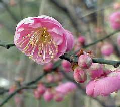 Here only waiting or grafting branches of an already flowering apricot helps. Prunus Mume Japanese Apricot Tree Willis Orchards