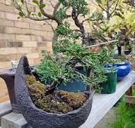 Pictures of small bonsai garden with ficus trees