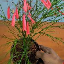 Tanaman air mancur merah (red firecracker) rating 5.00 dari 5 berdasar pada 1 rating pelanggan. Jual Tanaman Hias Air Mancur Bunga Merah Berkualitas