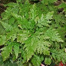 Image result for Selaginella molliceps