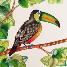 Toucan From The Millie Marotta Animal Kingdom Colouring Book Instagram Millie Marotta Animal Kingdom Animal Kingdom Colouring Book Millie Marotta Coloring Book