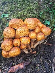 Image result for Spermacoce mauritiana