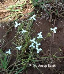 Image result for Murdannia semiteres