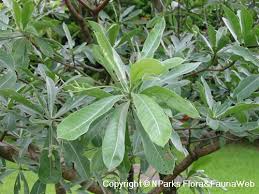 Image result for Terminalia sericea