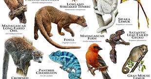 Fine Art Illustration Of All Extant Species And Subspecies Of Tigers Madagascar Animals Animals Unusual Animals