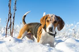 Wir zeigen ihnen die süßesten tierbilder. 25 Hundebilder Susse Lustige Und Schone Bilder Von Hunden