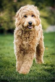 Australian Labradoodles In Red Apricot Cream And Chocolate Hypoallergenic Dog Breed Australian Labradoodle Puppies Labradoodle Puppy