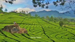Siapa bilang di yogyakarta hanya ada candi dan pantai? Ini Dia 3 Kebun Teh Instagenic Di Bandung