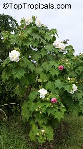 Image result for Hibiscus mutatus