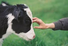 Cow Animal And Nature Image Cute Cows Animals Beautiful Baby Cows