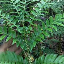 Image result for Ptisana