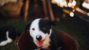 Is the border collie an one person dog? Border Collie Growth Weight Chart Everything You Need To Know Pawlicy Advisor