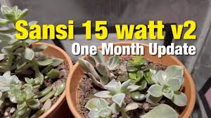 A grow light can be a great way to keep your succulents colorful and compact. Growing Succulents Under The Sansi 15 Watt Version 2 Led Grow Light 30 Day Update Youtube