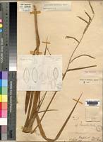 Image result for Urochloa arrecta