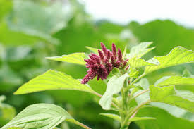 Image result for Amaranthus thunbergii