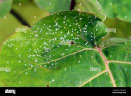Image result for whitefly in cucumber