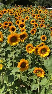 Sonnenblumenfeld Am Kaldenhof Jardimflorido Kaldenhof Sonnenblumenfeld In 2020 Sonnenblumenfelder Sonnenblumen Feld Sonnenblumen