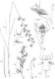 Image result for Habenaria tentaculigera
