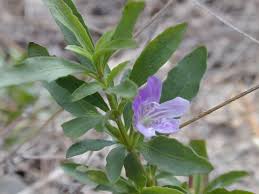 Image result for Dyschoriste trichocalyx