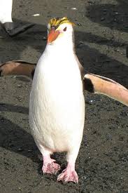 Birds That Cannot Fly Are Called Leroy Hates Being Called A Flightless Bird Royal Penguin Penguin Species Crested Penguin