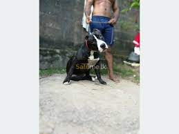 Oct 08, 2018 · pitbull puppies in negombo | saleme.lk. Save American Pit Bull Gembo Classified Sri Lanka Ads
