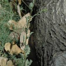 Image result for Pseudoconyza