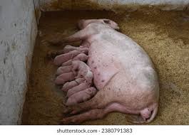 8,198 imágenes, fotos de stock, objetos en 3D y vectores sobre Pocilga |  Shutterstock