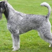 These breeders care about their animals for sure. Giant Schnauzers