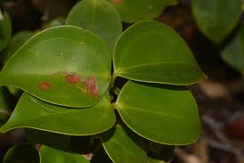 Image result for Warneckea sansibarica