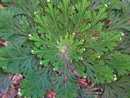 Image result for Selaginella perpusilla