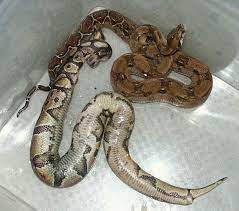 It offers visual frame creation and manipulation, an object inspector, many views on the source like object browsers. News Page 3 Stockl Die Nr 1 Boa Constrictor Seite Im Internet