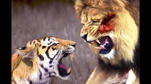 We did not find results for: Lion Fights Tiger To Death Lion Muety