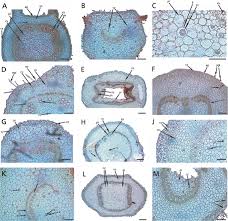 Image result for Petalidium englerianum