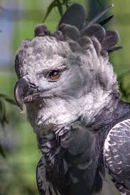 about wild animals harpy eagle meet the strongest and largest eagle in the world harpy eagle animals wild animals beautiful