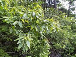 Tree Identification The American Chestnut Foundation