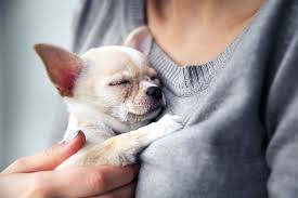 Everything You Need to Know About Emotional Support Animals – American Kennel Club