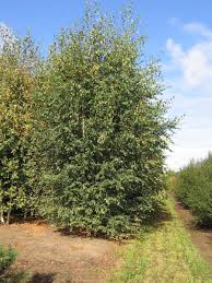 Image result for Berberis verruculosa