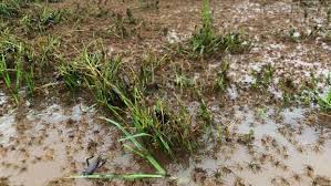 Am gefräßigsten ist dabei die schwarze witwe, wie eine neue. Das Grosse Krabbeln Spinnen Fluchten Vor Den Fluten Wetter De