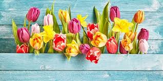 Oleh karena itu, tulip juga erat dengan mereka yang selalu bergerak ke level atas. 8 Manfaat Bunga Tulip Bukan Hanya Sebagai Tanaman Hias