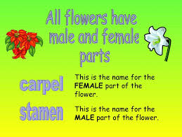 If a flower has only one of the reproductive parts either a stamen or carpel it is considered to be an imperfect flower. The Parts Of The Flowers