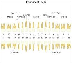 Pin By Lorena Brandao On Dental Assistant Stuff Tooth Chart Dental Hygiene School Dental Charting