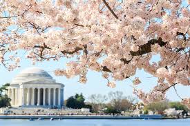 2021 National Cherry Blossom Festival Mobility Guide Scootaround
