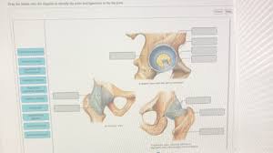 Limit the amount of joint movement o capsular o coracohumeral o transverse humeral o glenoid 9. Drag The Labels Onto The Diagram To Identify The Parts And Ligaments Of The Hip Joint Homeworklib