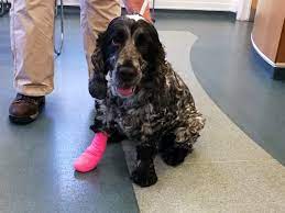 Warning Issued Over Dangers Of Grass Seeds To Dogs Vets Now