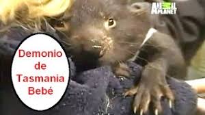 De tasmania, al sur de australia. Demonios De Tasmania Bebes Huerfanos En El Zoo De Australia Youtube